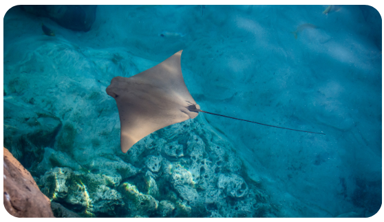 Nado con mantarrayas